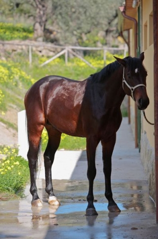 Box horses 